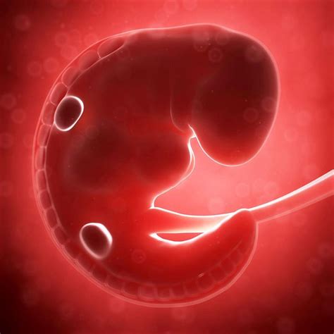 Embrion De 4 Semanas Monsanto Gmos First Prenatal Appointment Wake