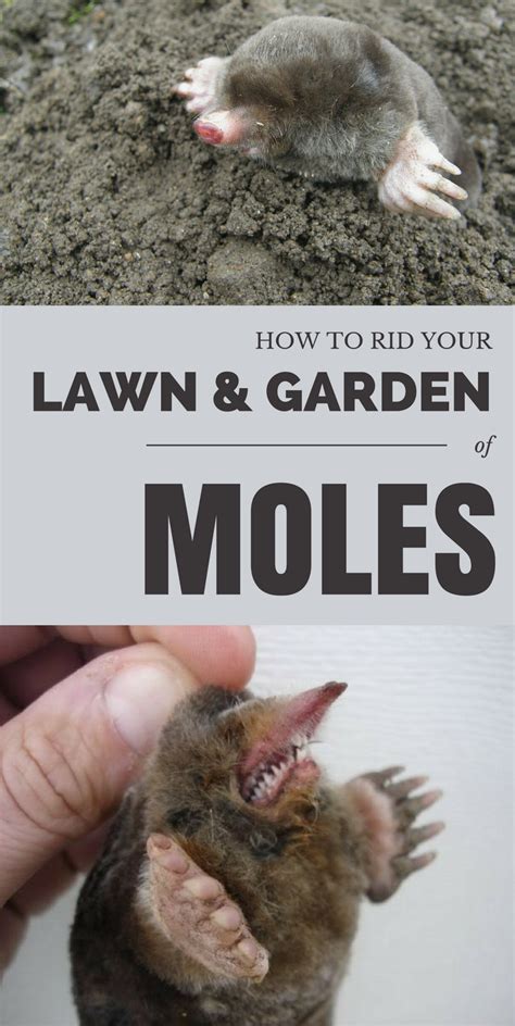 Moles Can Wreak Havoc In The Lawn And Can Destroy The Flowers And