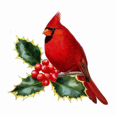 Cardinal And Holly 8 X 8 In Birds Painting Cardinal Painting