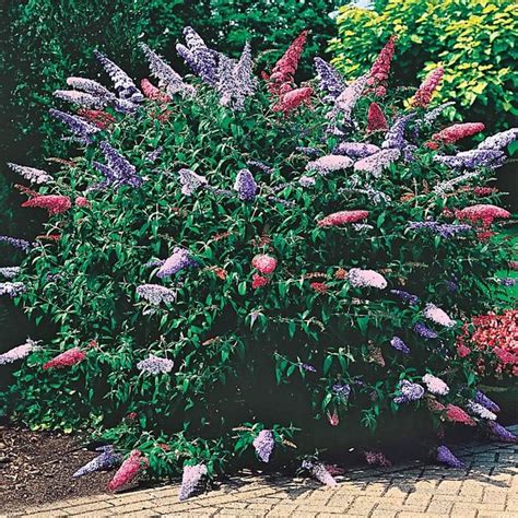 Gardens Alive 16 Oz In Pot Multi Colored Butterfly Bush Buddleia