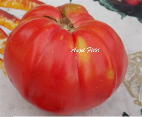 Giant Belgium Heirloom Tomato Seeds