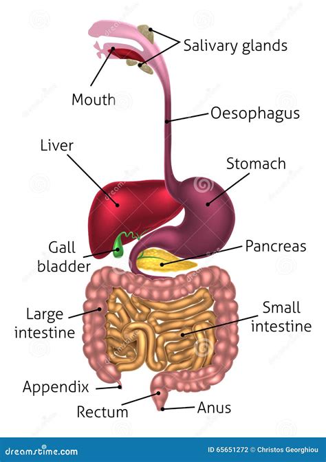 Anatomical Diagram Digestive Tract Stock Vector Image 65651272