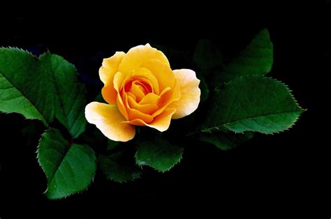Download Yellow Flower Close Up Leaf Nature Rose Hd Wallpaper
