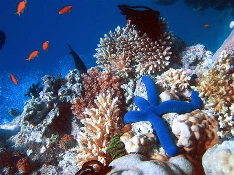 Weather Channel Compiles List Of 10 Most Amazing Coral Reefs