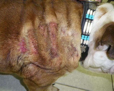 Dermatitis In Dogs
