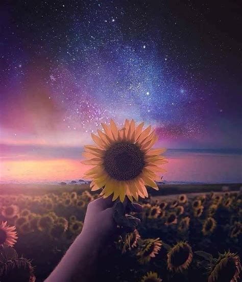 Sunflower And Galaxy Sky ️ ️ Beautiful Landscapes Sunflower
