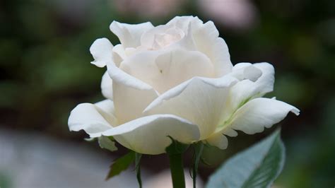 1080p White Rose Wallpapers High Quality 1080p White - White Flower Hd Wallpapers 1080p 