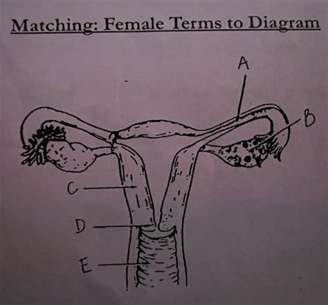 Test 6 Sex Ed Flashcards Quizlet