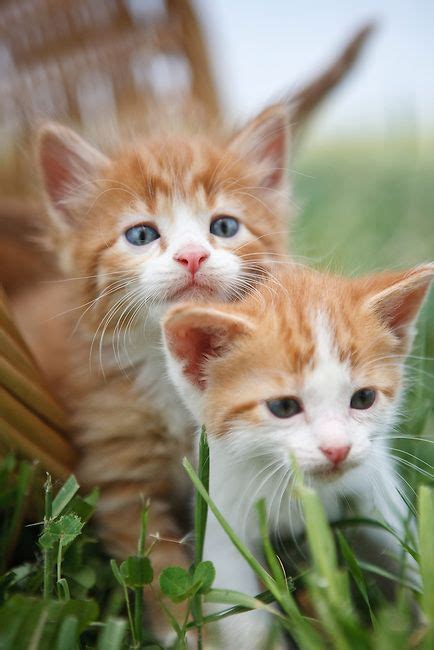 Little Ginger Buddies Kittens And Puppies Baby Kittens Kittens Cutest