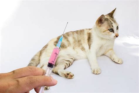 Enlarged lymph nodes are a hallmark of this cancer type, as well as weight loss, vomiting, and diarrhea. How to Tell If a Cat Has Rabies : Symptoms, Warning Signs ...