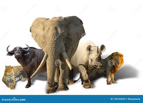 African Big Five Isolated Stock Image Image Of Wildlife 130166939