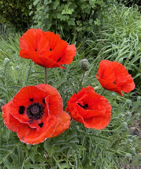 Very Large Red Poppies In Full Bloom Stock Image Image Of Nature
