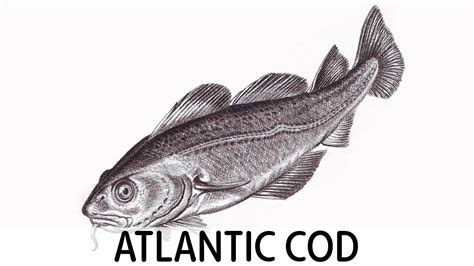 How To Draw Atlantic Cod Fish Youtube