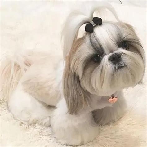 14 Adorable Shih Tzu Who Will Make Your Day Better Artofit