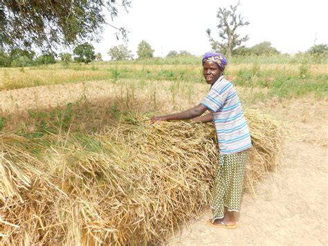 Vim Project Introduces Rice To Fight Hunger In Burkina Faso Acdivoca