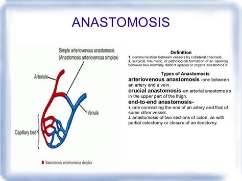Anastomosis An Abnormal Connection Between Two Body Parts Nursa