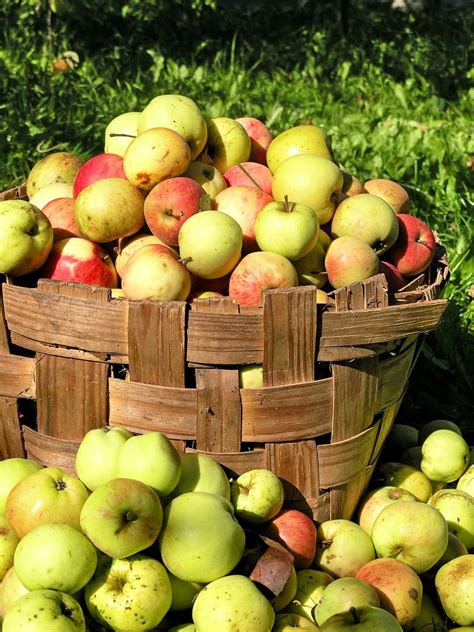 Amazing free stock photos for all your projects. Free apples Stock Photo - FreeImages.com