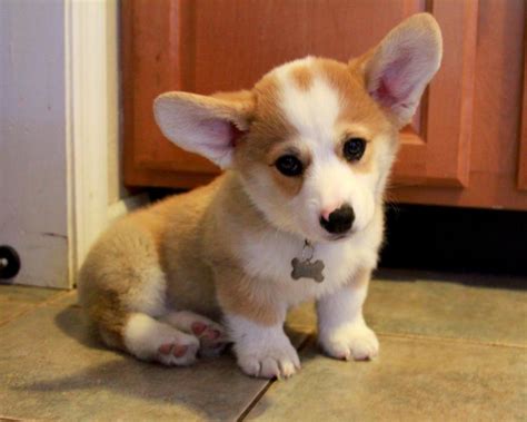 We did not find results for: 48+ Corgi Puppies Wallpaper on WallpaperSafari