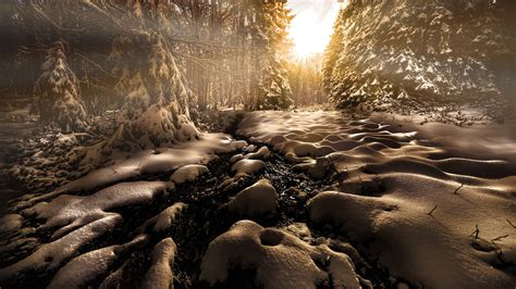 Forest With Snow Covered Trees During Sunrise Hd Winter