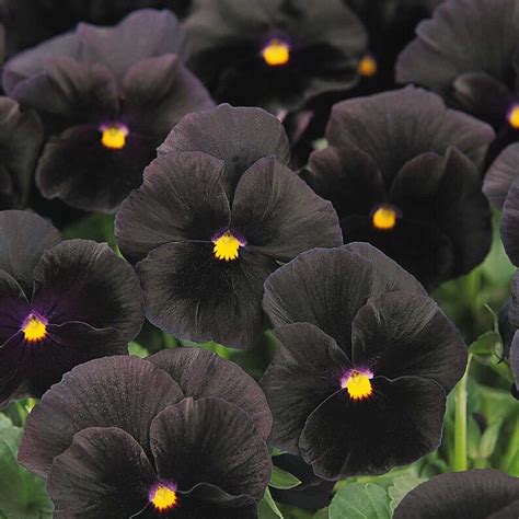 Pansy Seeds Character Black Viola Seeds 25 Thru 500 Seeds Etsy