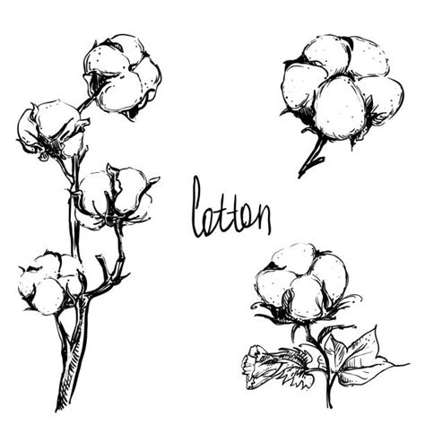 Best Drawing Of The Cotton Boll Illustrations Royalty Free Vector