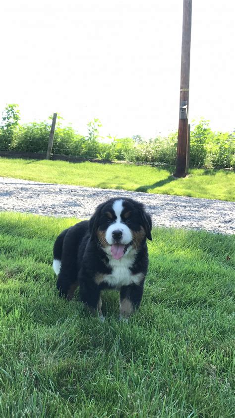 Puppies will come with a 1 year genetic health guarantee and vet. Bernese Mountain Dog Puppies For Sale | Millersburg, OH ...