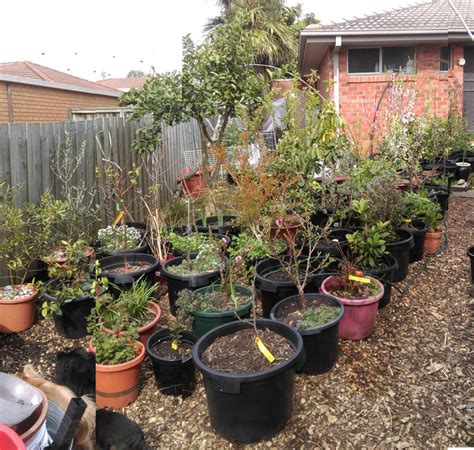 Fruit trees are some of the most productive plants you can grow, & home grown varieties taste so much better than those available in supermarkets. Forum: Fruit Trees In Pots