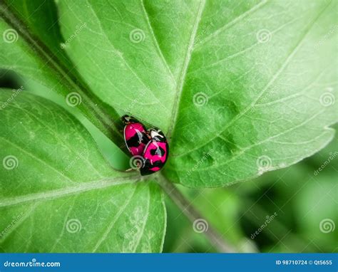 Two Ladybugs In Love Stock Photo Image Of Blade Garden 98710724