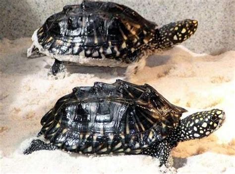 Below are our captive bred and imported live turtles for sale, from around the globe. Hamiltonii Turtle FOR SALE ADOPTION from Johor Johor Bahru ...
