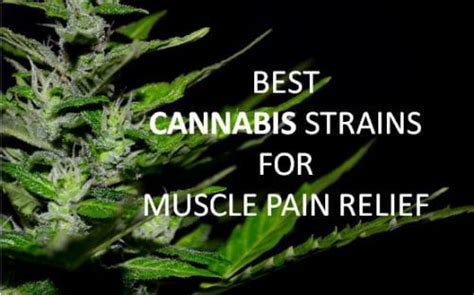 Best Cannabis Strains For Muscle Pain Relief Effective Cbd Oils 420