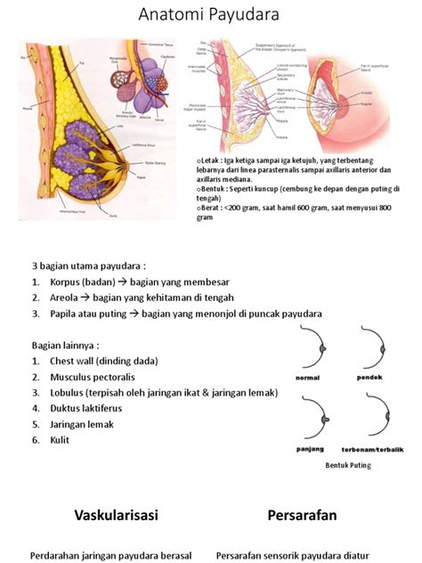Anatomi Payudara Pdf