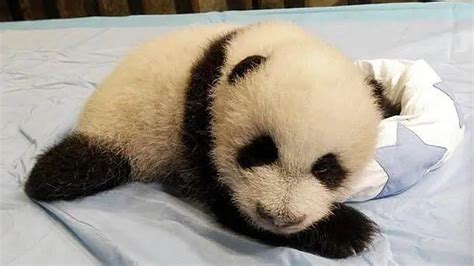 La Cría De Oso Panda Xing Bao Celebra Su Primer Año De Vida En El Zoo