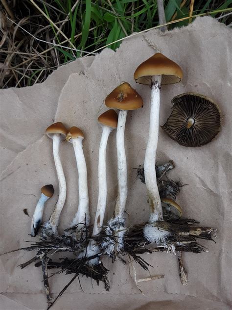 Psilocybe Azurescens At Various Stages Of Development Rshrooms