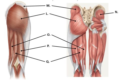Muscles That Act On The Thigh And Knee Posterior Hip And Thigh Muscles