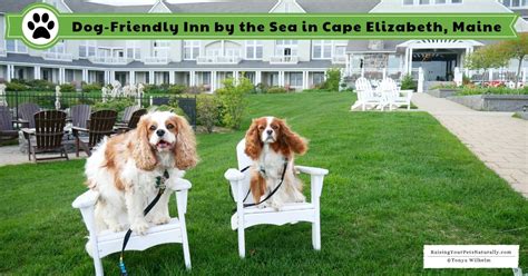 Whether your dog, cat, or pocket pet is in our care for days or just an hour, we'll form a genuine bond. Dog-Friendly Spa Hotel, The Inn by the Sea in Maine ...