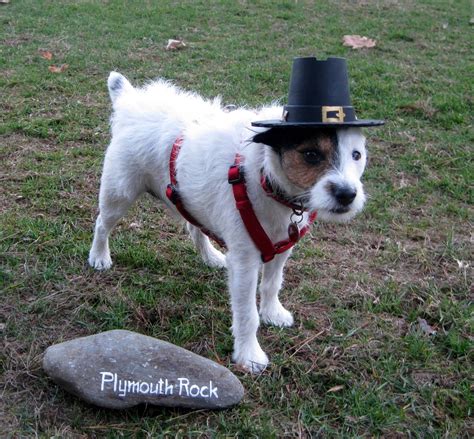 Thanksgiving 2010 Otis, Pilgrim, Campbell, Cowboy Hats, Jack Russells