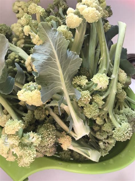 How To Grow Broccoli In Central Texas Wellness Gardens