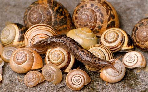Why Our Problem With Slugs And Snails Is Never Ending The Telegraph