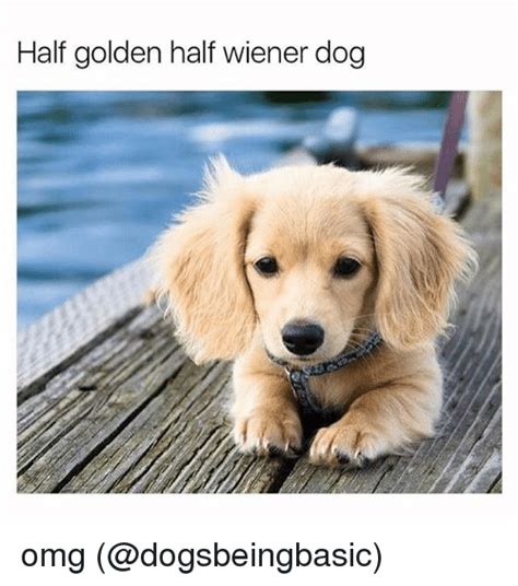 Half Golden Half Wiener Dog Omg Meme On Meme