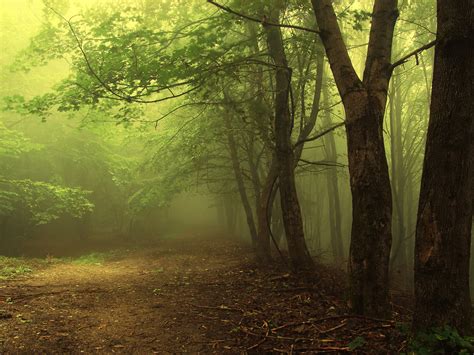 Landscape Tree Forest Fog Beauty Wallpapers Hd