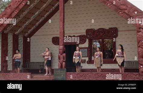Traditional Maori Welcome At Waitangi Treaty Grounds Stock Video