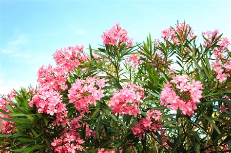 Oleander pflegen standort gießen düngen vermehren winterhart frosthart. Oleander blüht nicht - So bringen Sie die Pflanze wieder ...
