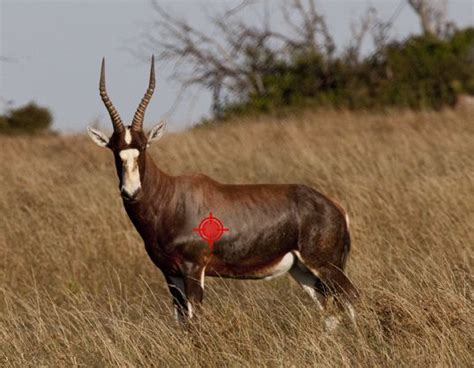 Hunting Bontebok In South Africa Somerby Safaris