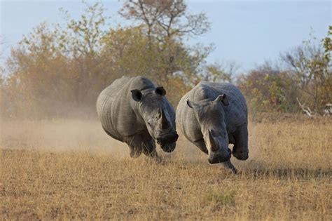 Psbattle These Running Rhinos Rphotoshopbattles