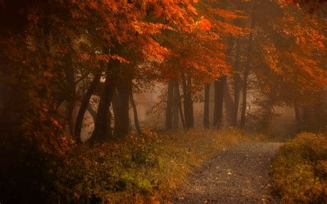 Path Mist Fall Nature Forest Leaves Morning Shrubs Atmosphere