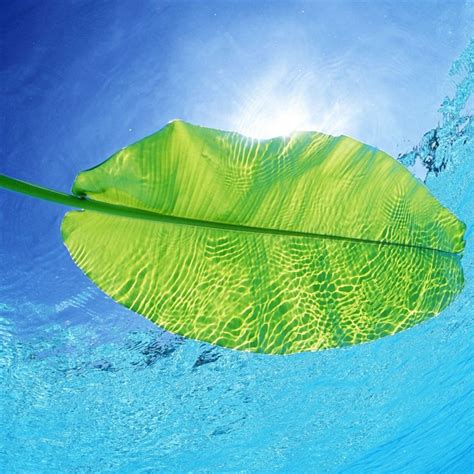 Blue Waters Green Leaf Ipad Air Wallpapers Free Download