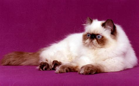 British Longhair Persian Cat Purple Persian Cat 2k Cute Hd Wallpaper