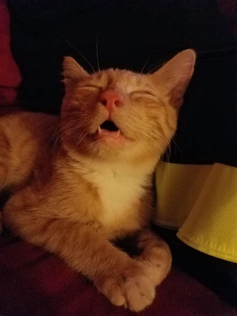 My Brothers New Rescue Cat Sleeps With His Mouth Open Cat Sleeping