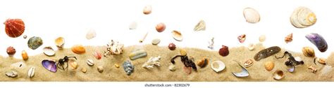 19151 Sand Shells Border Images Stock Photos And Vectors Shutterstock