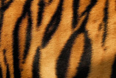 Hd Wallpaper Tiger Skin Fur Texture Animal Wallpaper Flare